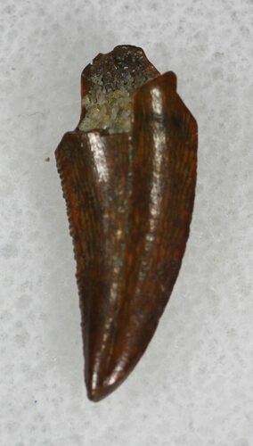 Serrated Raptor Tooth From Morocco - #28849